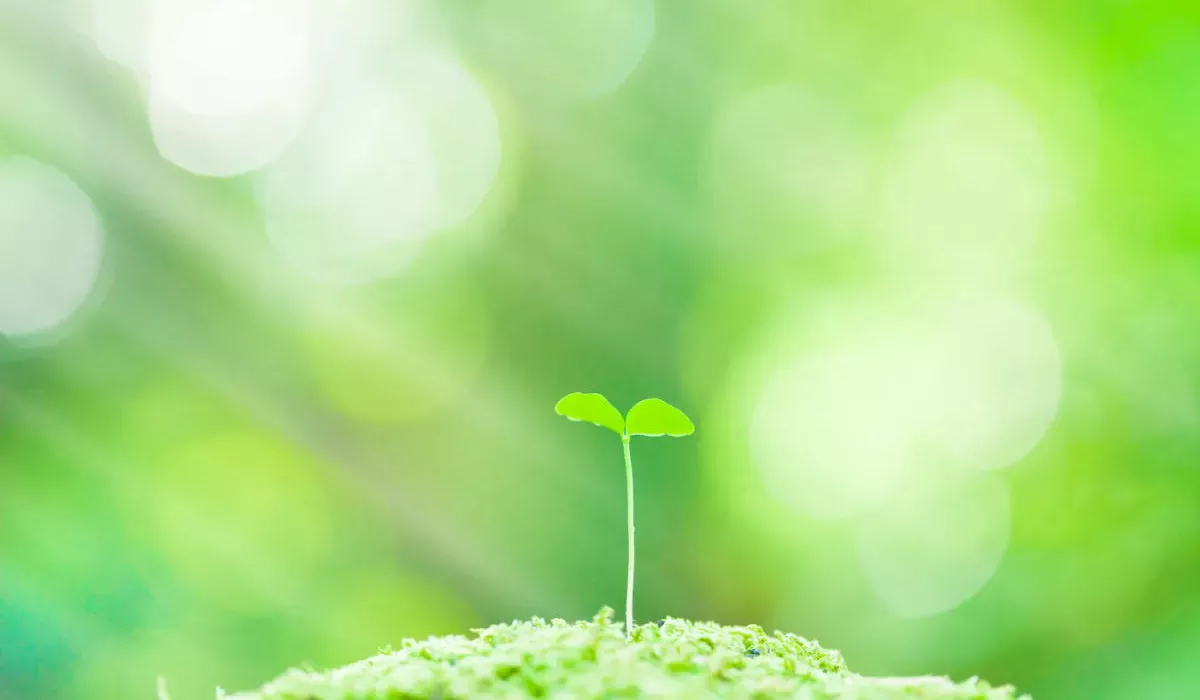 エコ容器で選ばれる店に！エフピコのリサイクルでブランド強化